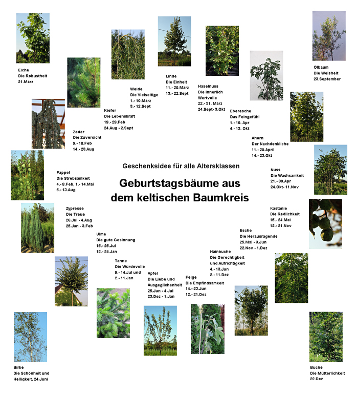 Keltischer Baumkreis