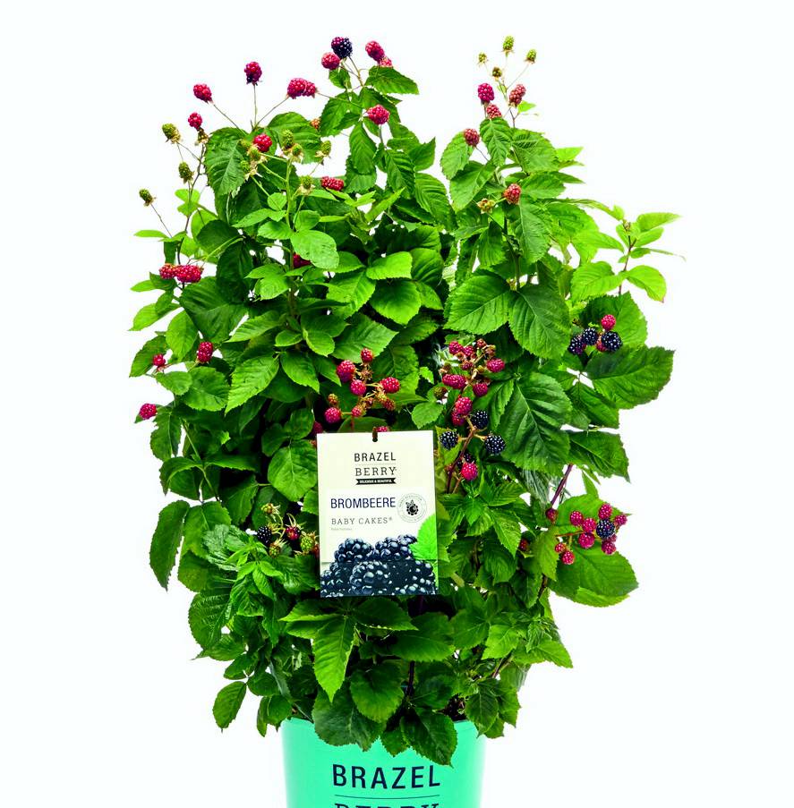 BrazelBerry Blaubeeren und Brombeeren