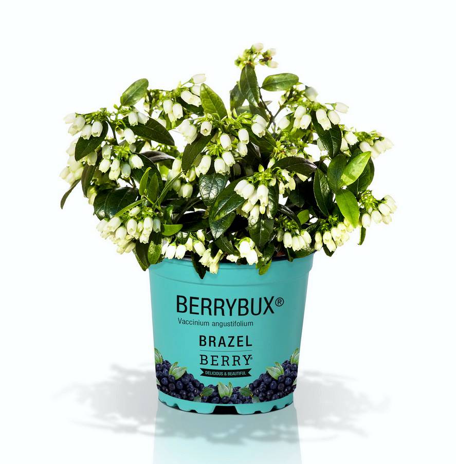 BrazelBerry Blaubeeren und Brombeeren