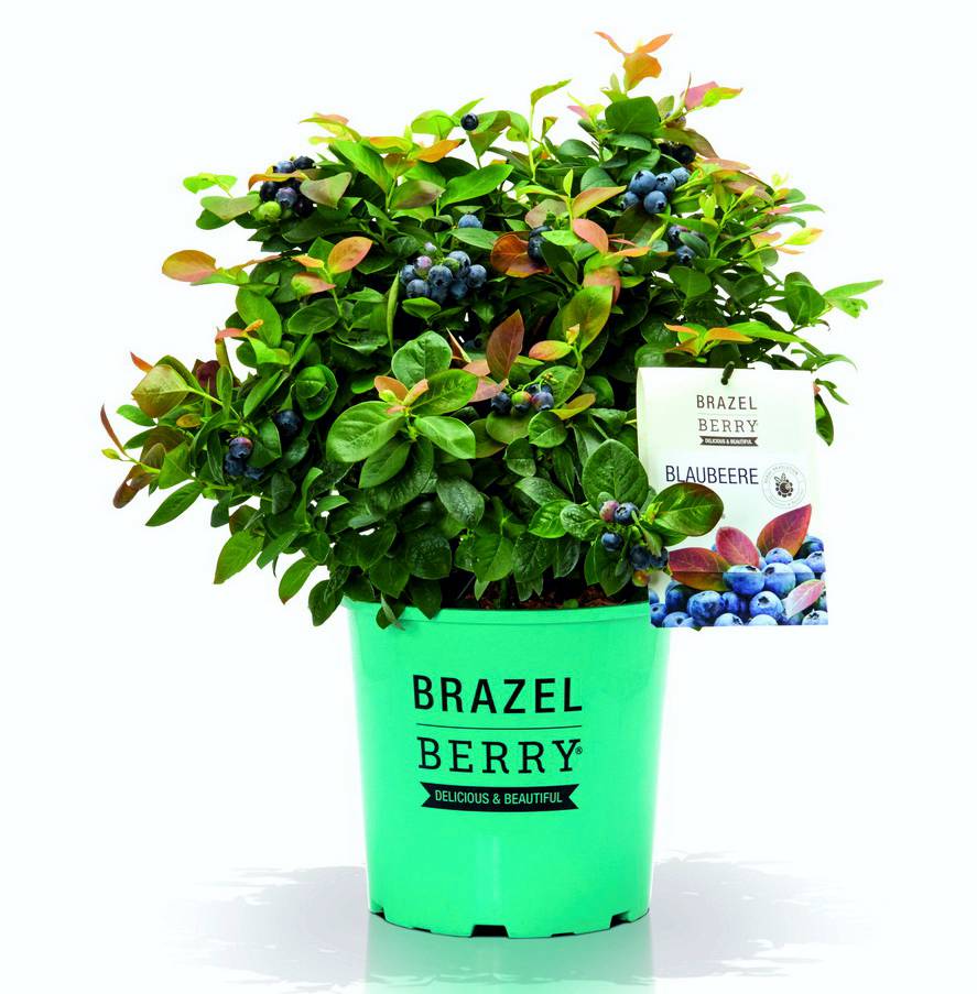 BrazelBerry Blaubeeren und Brombeeren