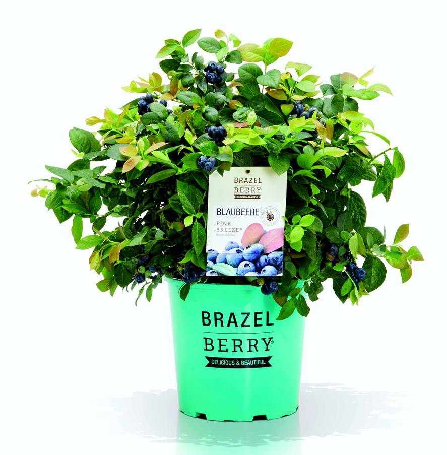 BrazelBerry Blaubeeren und Brombeeren