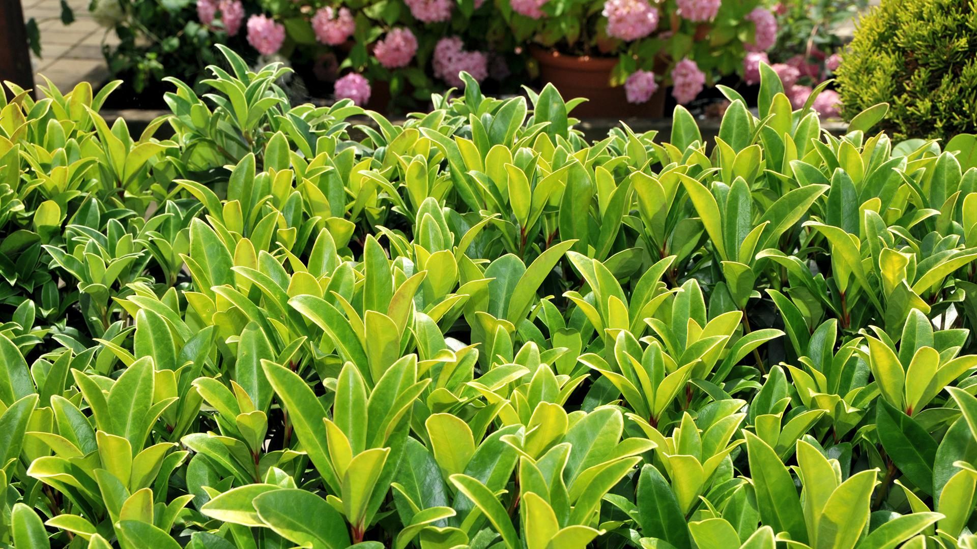 Baumschule Grinschgl