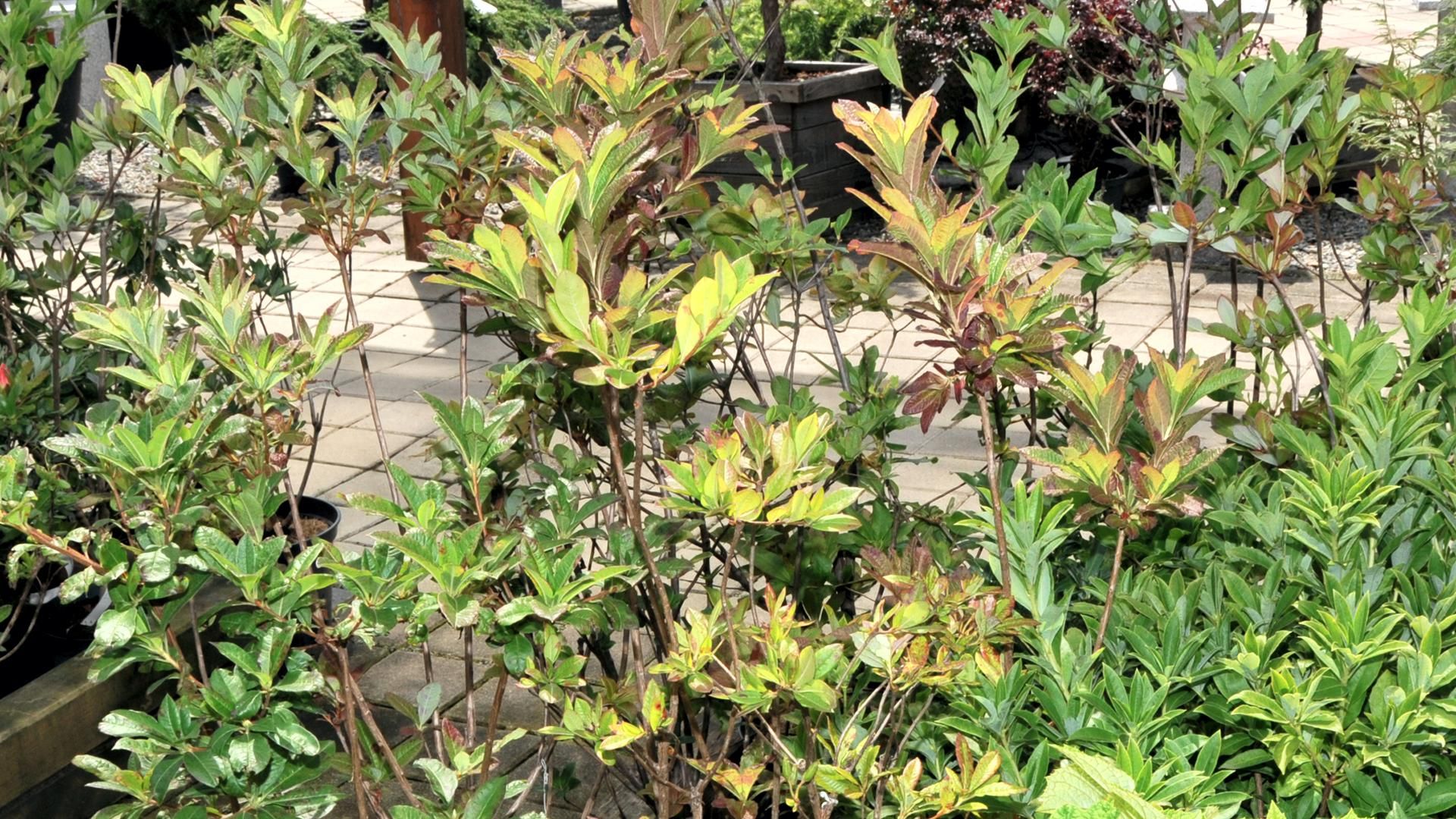 Baumschule Grinschgl