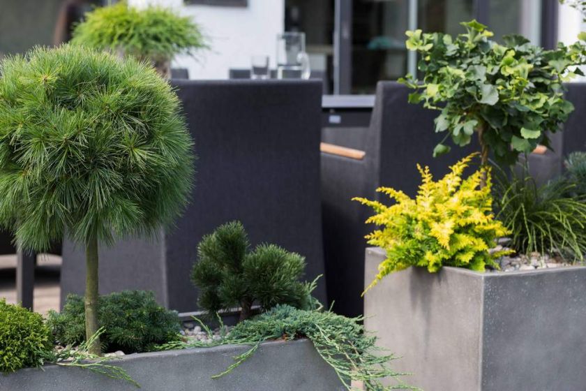 Botanico Nadelgehölze