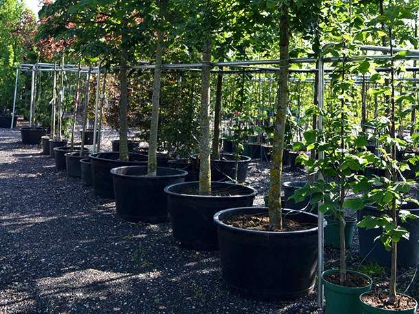 Spaziergang durch unsere Baumschulkulturen