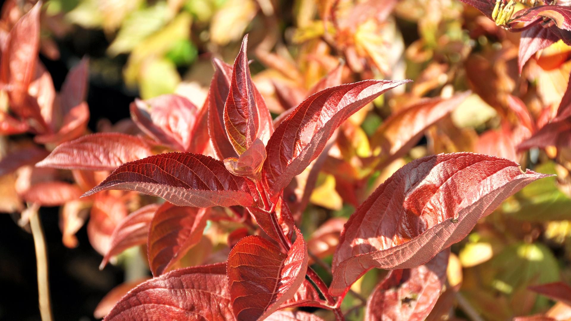 Pflanzenaufnahmen aus unserer Gärtnerei
