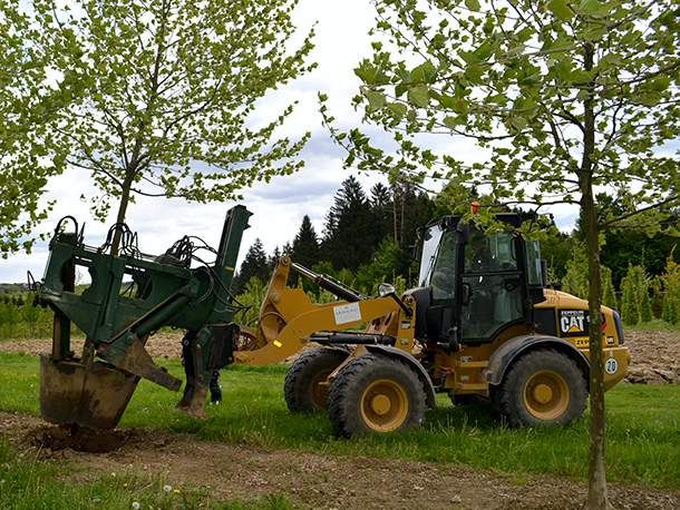 Spaziergang durch unsere Baumschulkulturen