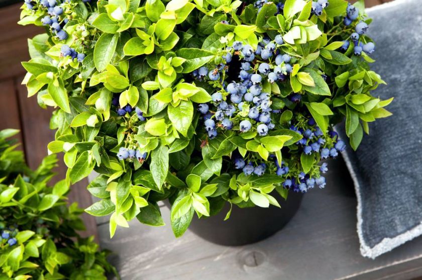 BrazelBerry Blaubeeren und Brombeeren