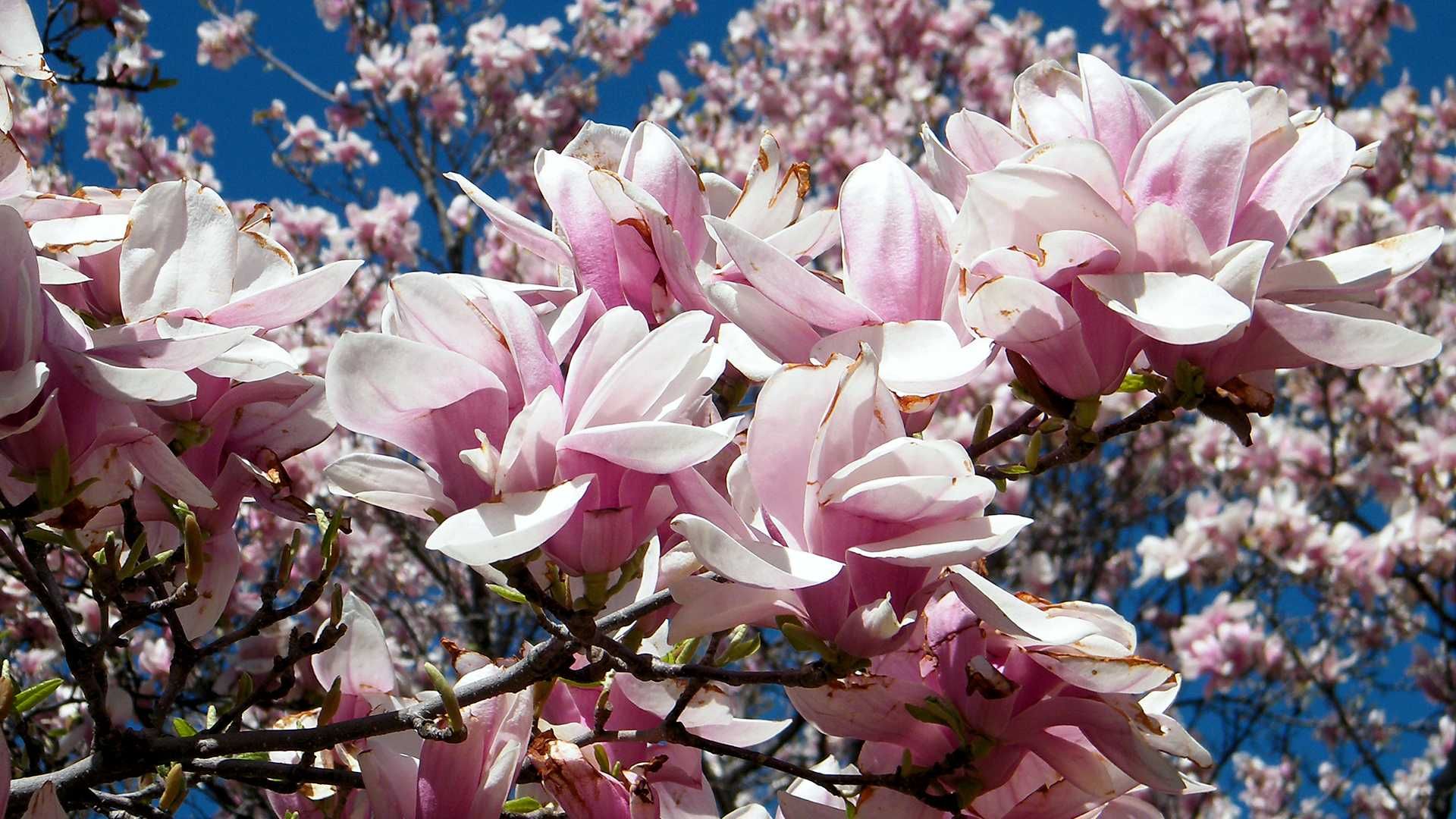Pflanzenaufnahmen aus unserer Gärtnerei