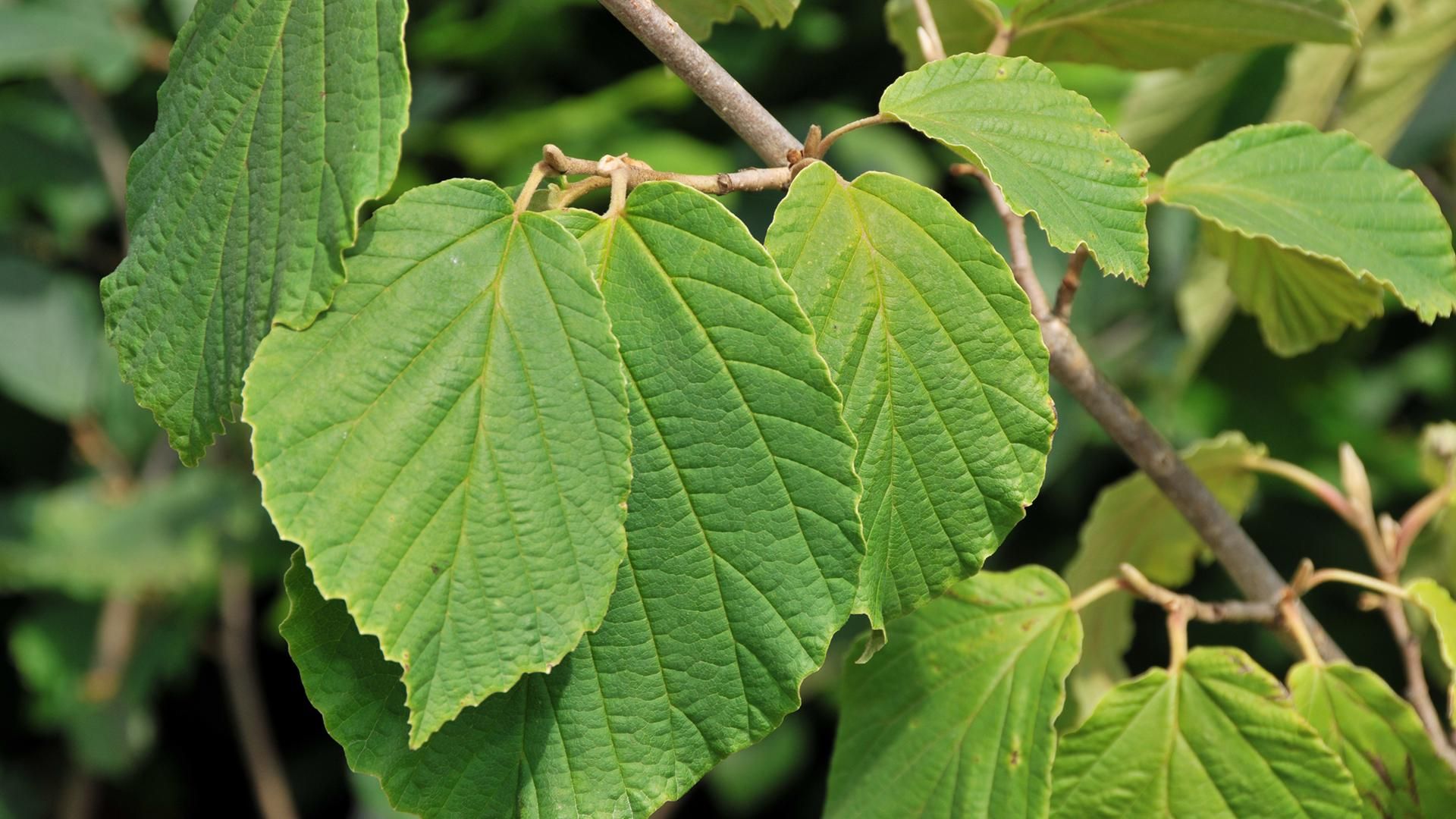 Baumschule Grinschgl