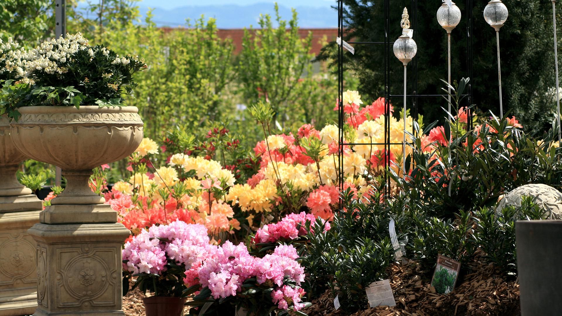 Pflanzenaufnahmen aus unserer Gärtnerei