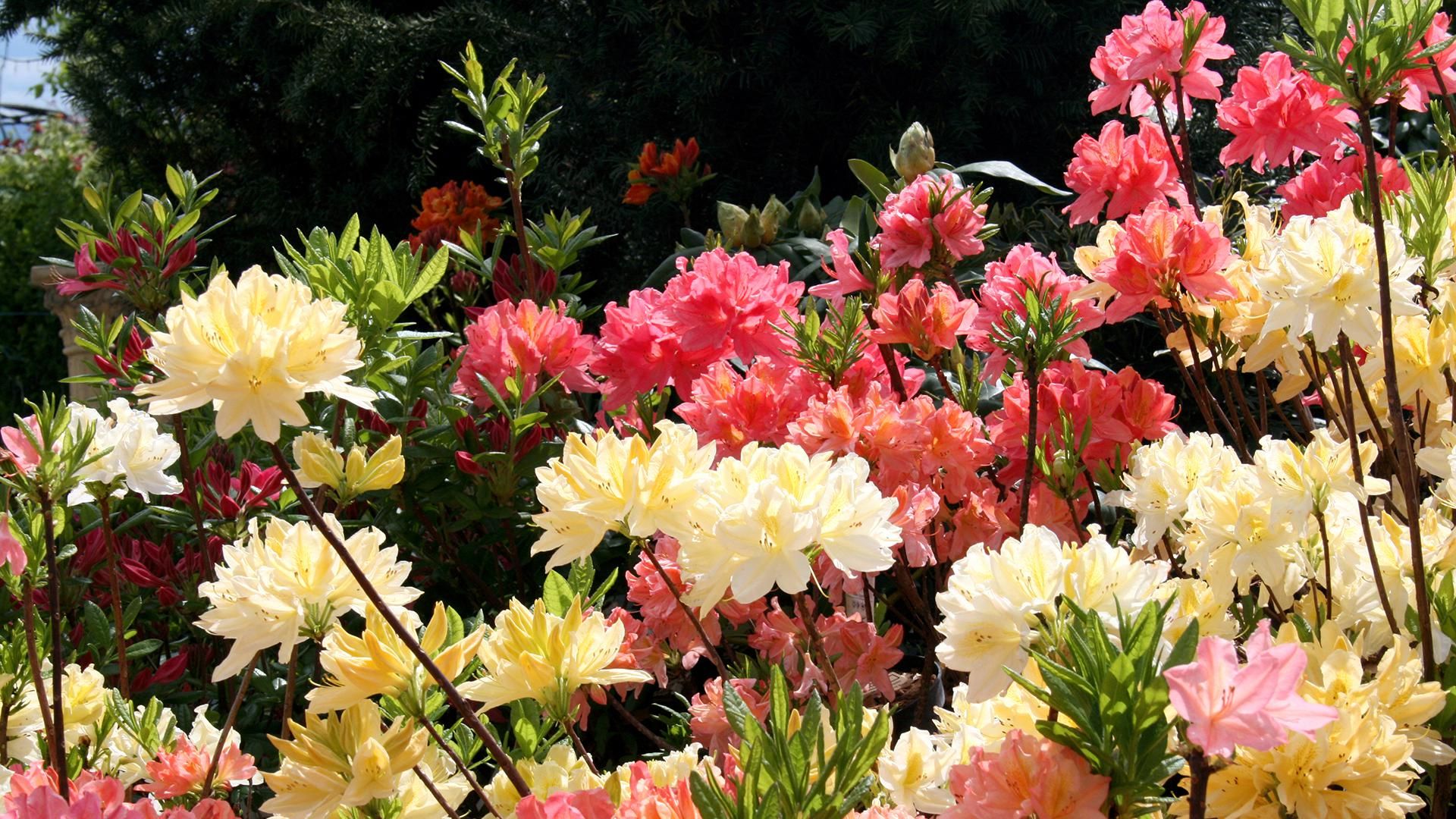 Pflanzenaufnahmen aus unserer Gärtnerei