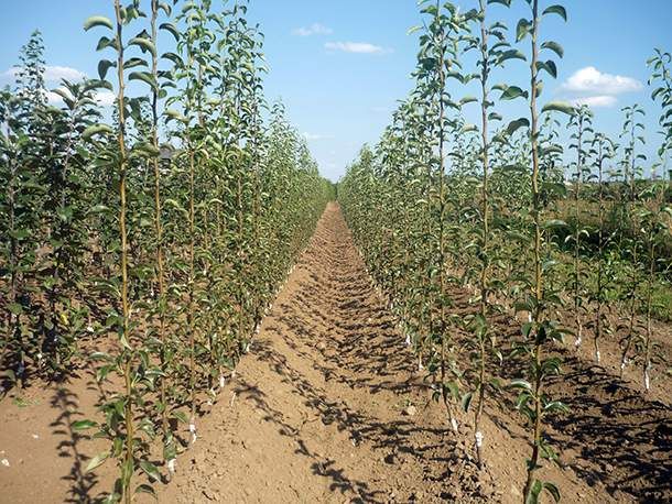 Spaziergang durch unsere Baumschulkulturen